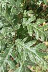 Quercus pyrenaica