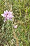 Coronilla varia