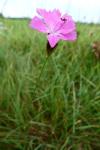 Dianthus carthusianorum