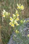 Linaria vulgaris