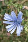 Cichorium intybus
