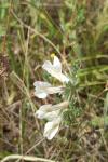 Vicia pannonica
