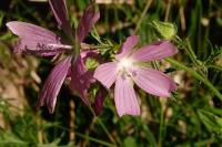Malva moschata