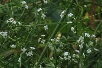 Galium palustre