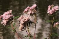 Eupatorium cannabinum