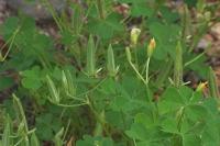 Oxalis stricta