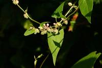 Fallopia convolvulus
