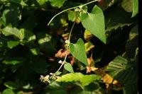 Fallopia convolvulus