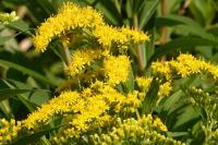Solidago gigantea