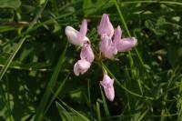 Coronilla varia