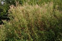 Epilobium hirsutum