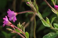 Epilobium hirsutum