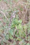 Odontites vernus subsp. serotinus