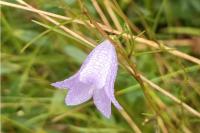 Campanula rotundifolia