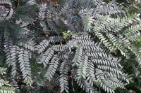 Gleditsia triacanthos