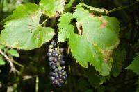 Vitis
