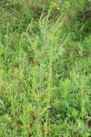 Ambrosia artemisiifolia