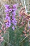 Erica cinerea