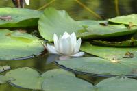 Nymphaea alba