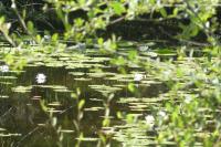 Nymphaea alba