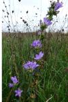 Campanula glomerata