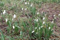 Galanthus nivalis