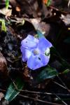 Vinca minor