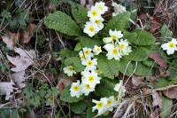 Primula vulgaris