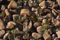Draba verna