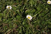 Bellis perennis