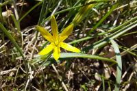 Gagea pratensis
