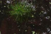 Hottonia palustris