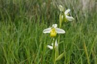 Ophrys apifera