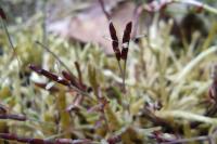 Mibora minima