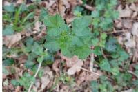 Ribes uva-crispa