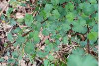Ribes uva-crispa
