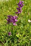 Orchis mascula