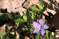 Vinca minor
