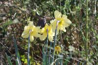 Narcissus pseudonarcissus