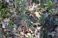 Euphorbia amygdaloides