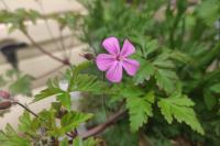 Geranium robertianum