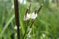 Cardamine hirsuta