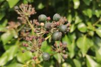 Hedera helix
