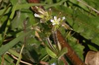 Cerastium glomeratum
