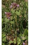 Lamium purpureum