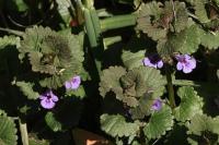 Glechoma hederacea