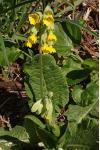 Primula veris