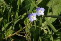 Veronica persica