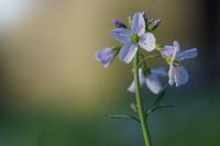 Cardamine pratensis