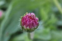 Bellis perennis